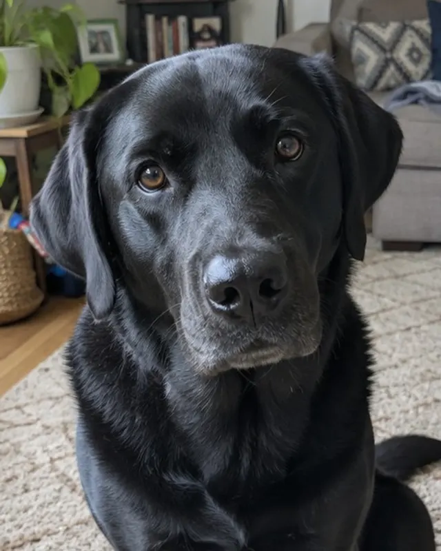 Photo of a black labrador