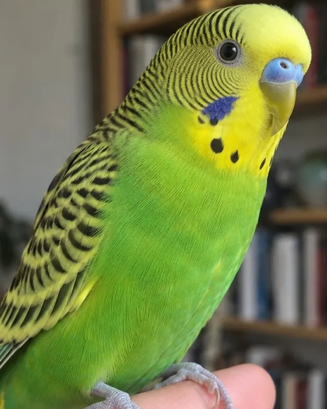Photo of a budgie
