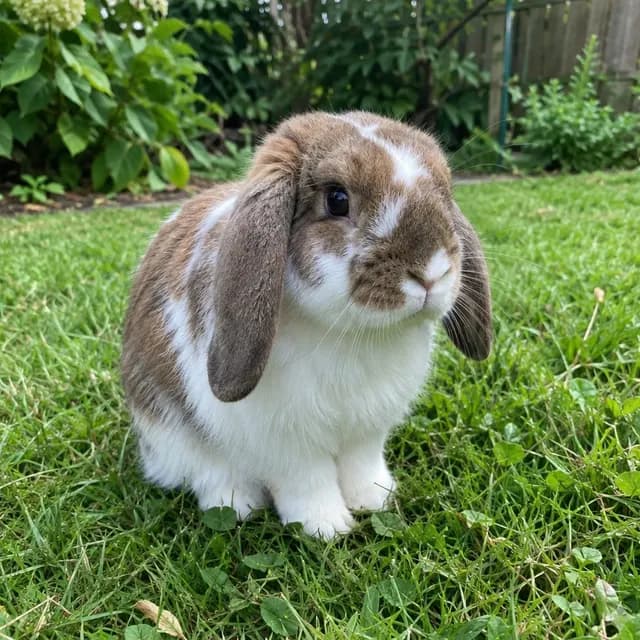 Photo of a lop rabbit