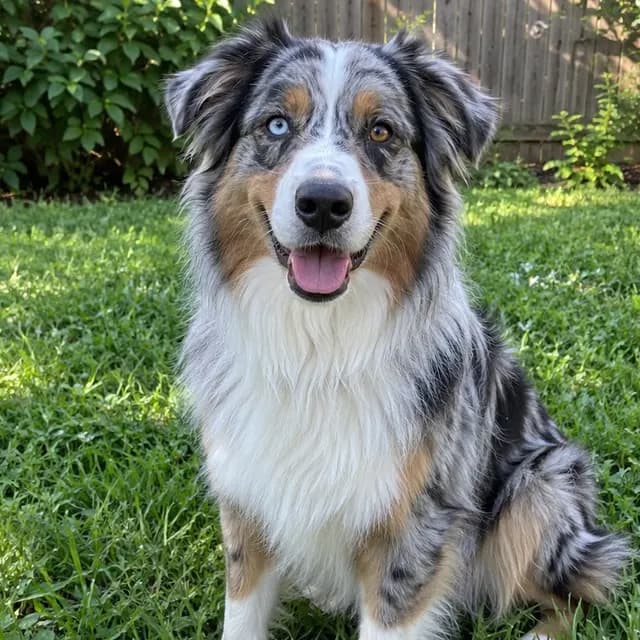 Photo of a merle australian shepherd