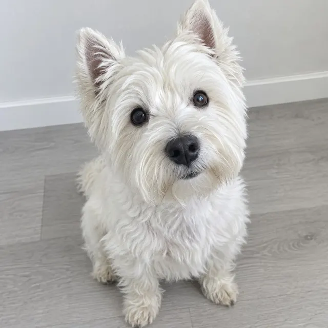 Photo of a west highland white terrier